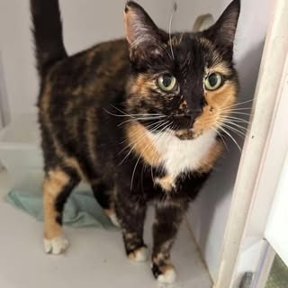 Amelia