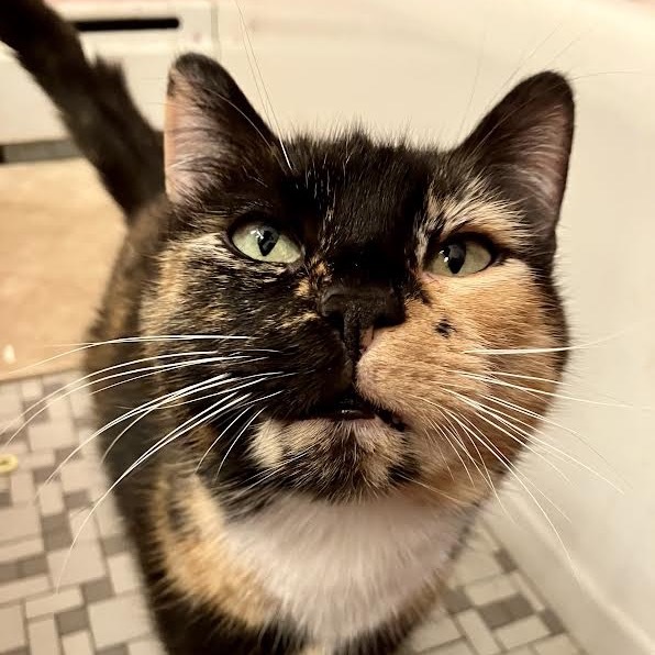 Amelia
