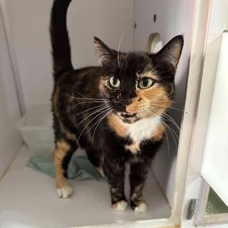Amelia