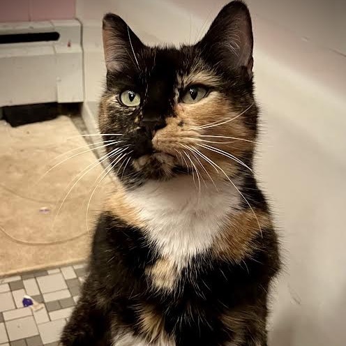 Amelia