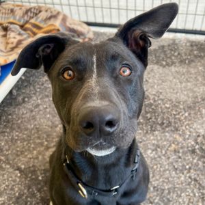 Hi My name is Bambi and Im at the Santa Barbara Campus Im a 2 year old female Labrador Retriever