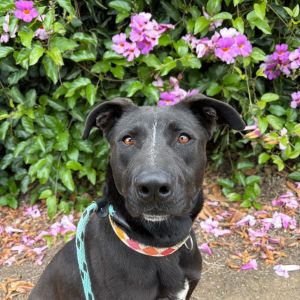 Hi My name is Bambi and Im at the Santa Barbara Campus Im a 2 year old female Labrador Retriever