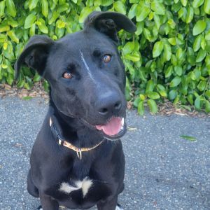 Hi My name is Bambi and Im at the Santa Barbara Campus Im a 2 year old female Labrador Retriever