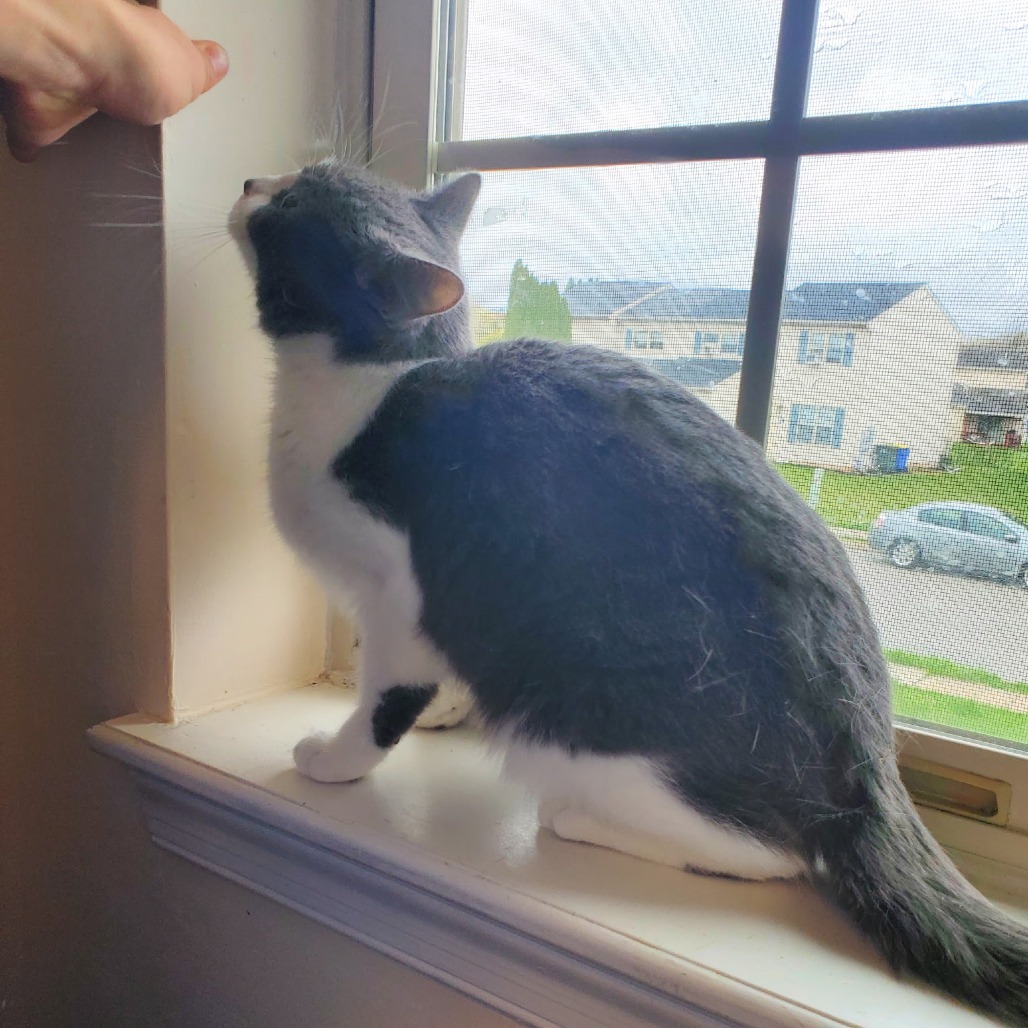 Rosie