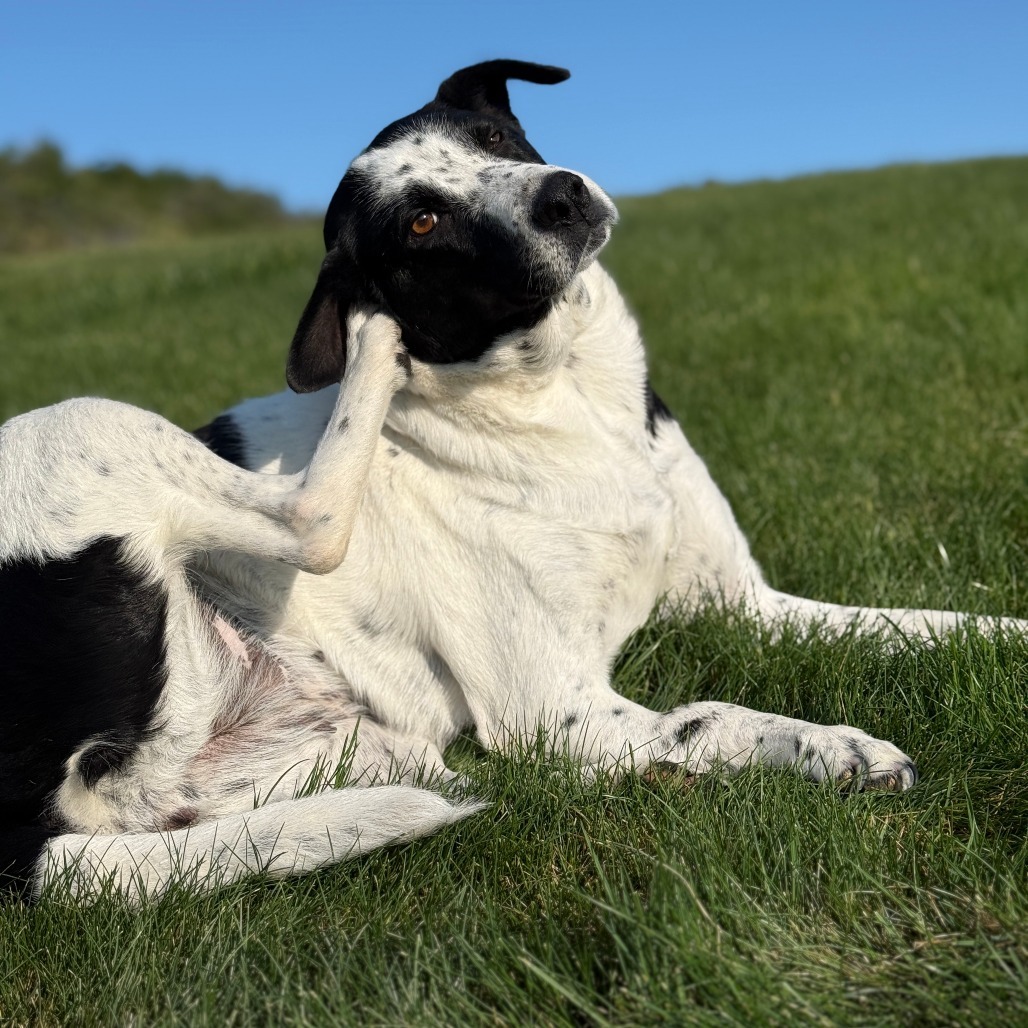 Jersey, an adoptable Mixed Breed in Cashmere, WA, 98815 | Photo Image 5
