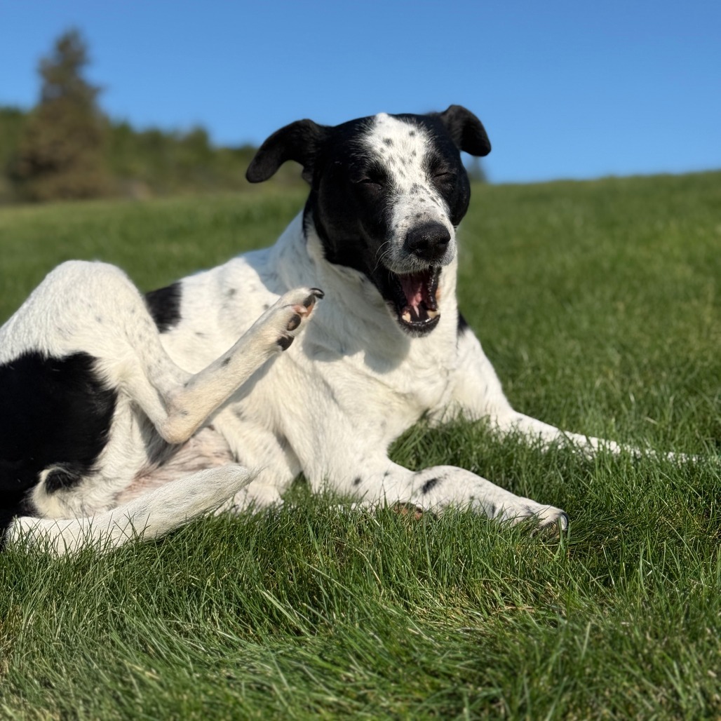 Jersey, an adoptable Mixed Breed in Cashmere, WA, 98815 | Photo Image 6