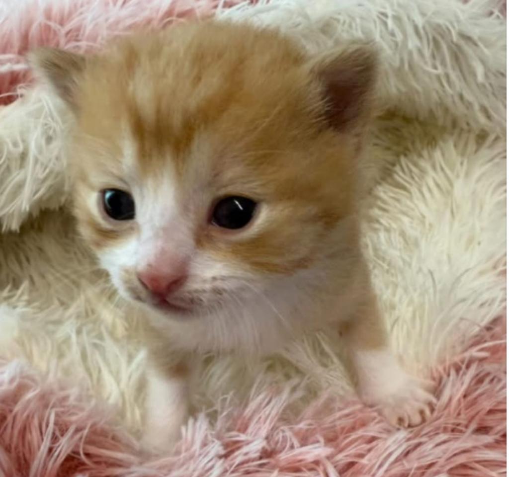 Sunny, an adoptable Domestic Short Hair in Ontario, OR, 97914 | Photo Image 2
