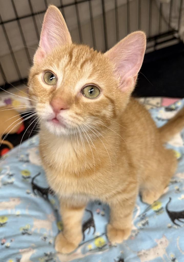 Rusty, an adoptable Domestic Short Hair in Ontario, OR, 97914 | Photo Image 1