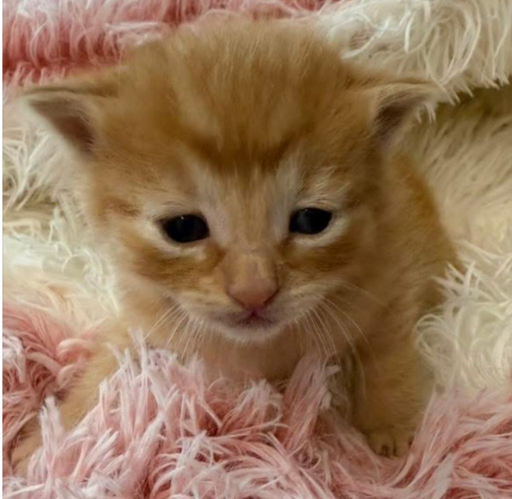 Rusty, an adoptable Domestic Short Hair in Ontario, OR, 97914 | Photo Image 2
