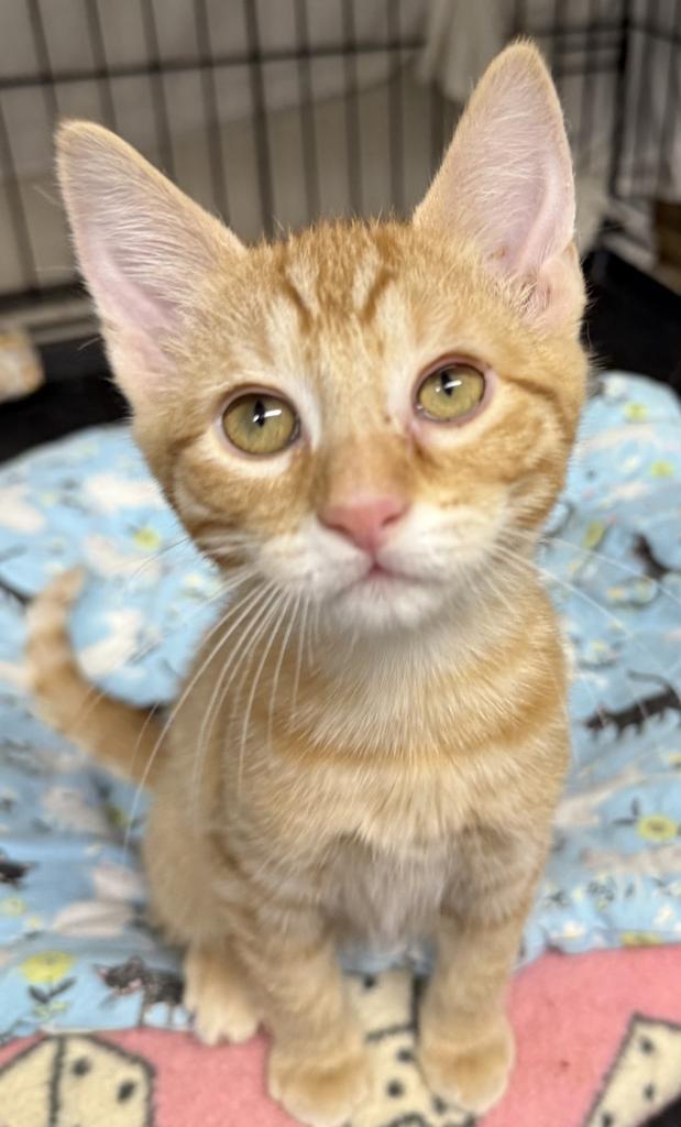 Rosabell, an adoptable Domestic Short Hair in Ontario, OR, 97914 | Photo Image 1