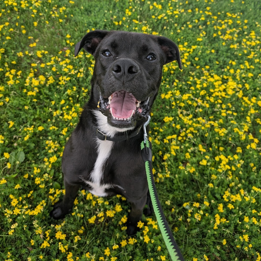 Badger, an adoptable Boxer, Pit Bull Terrier in Milford, IA, 51351 | Photo Image 1