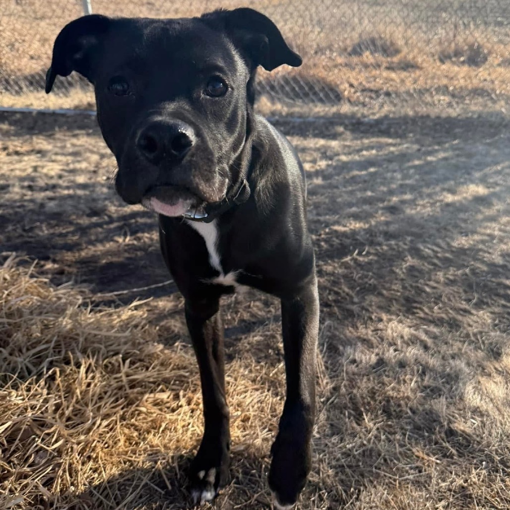 Badger, an adoptable Boxer, Pit Bull Terrier in Milford, IA, 51351 | Photo Image 2