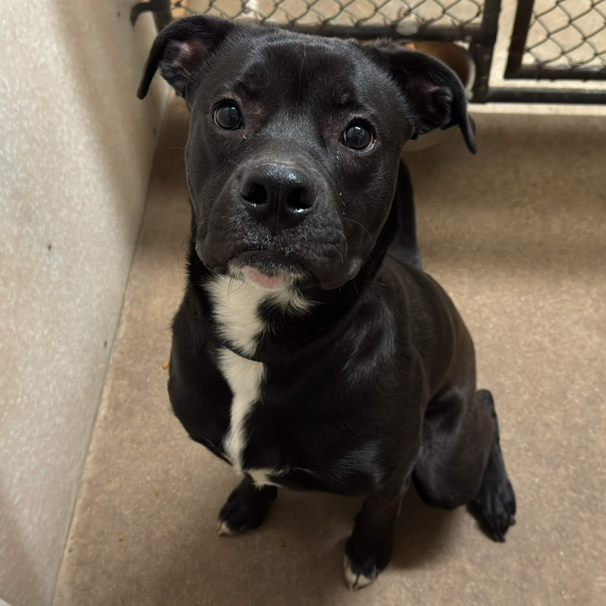 Badger, an adoptable Boxer, Pit Bull Terrier in Milford, IA, 51351 | Photo Image 3