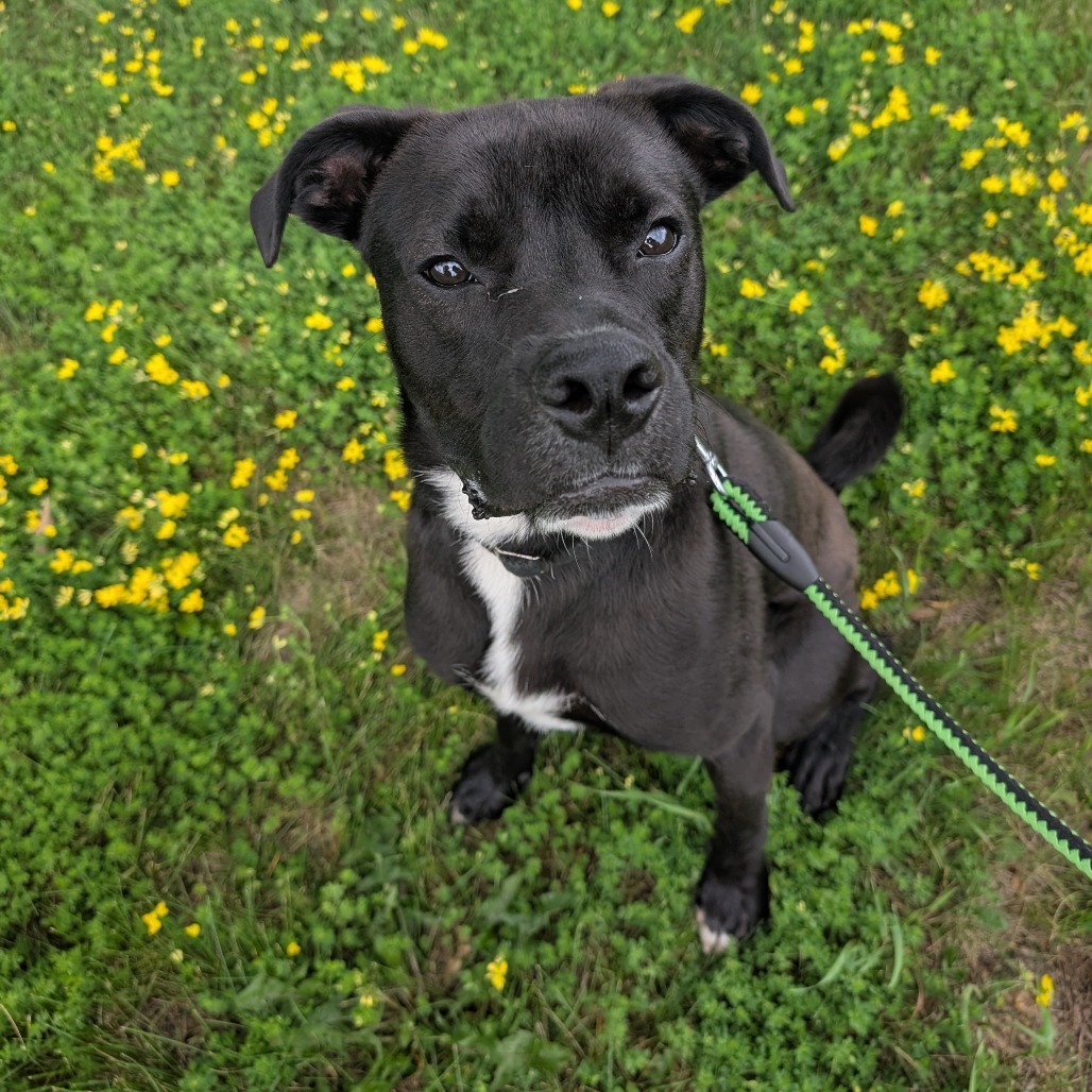 Badger, an adoptable Boxer, Pit Bull Terrier in Milford, IA, 51351 | Photo Image 4