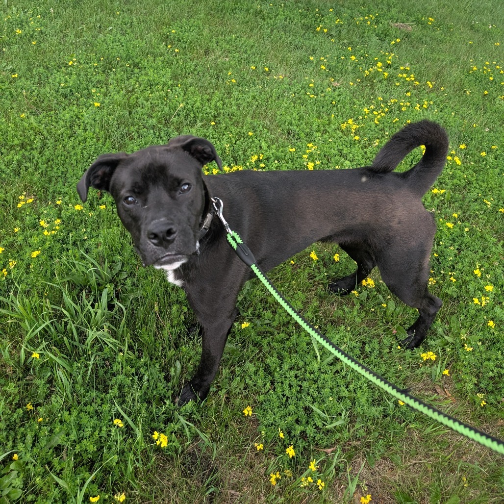 Badger, an adoptable Boxer, Pit Bull Terrier in Milford, IA, 51351 | Photo Image 5