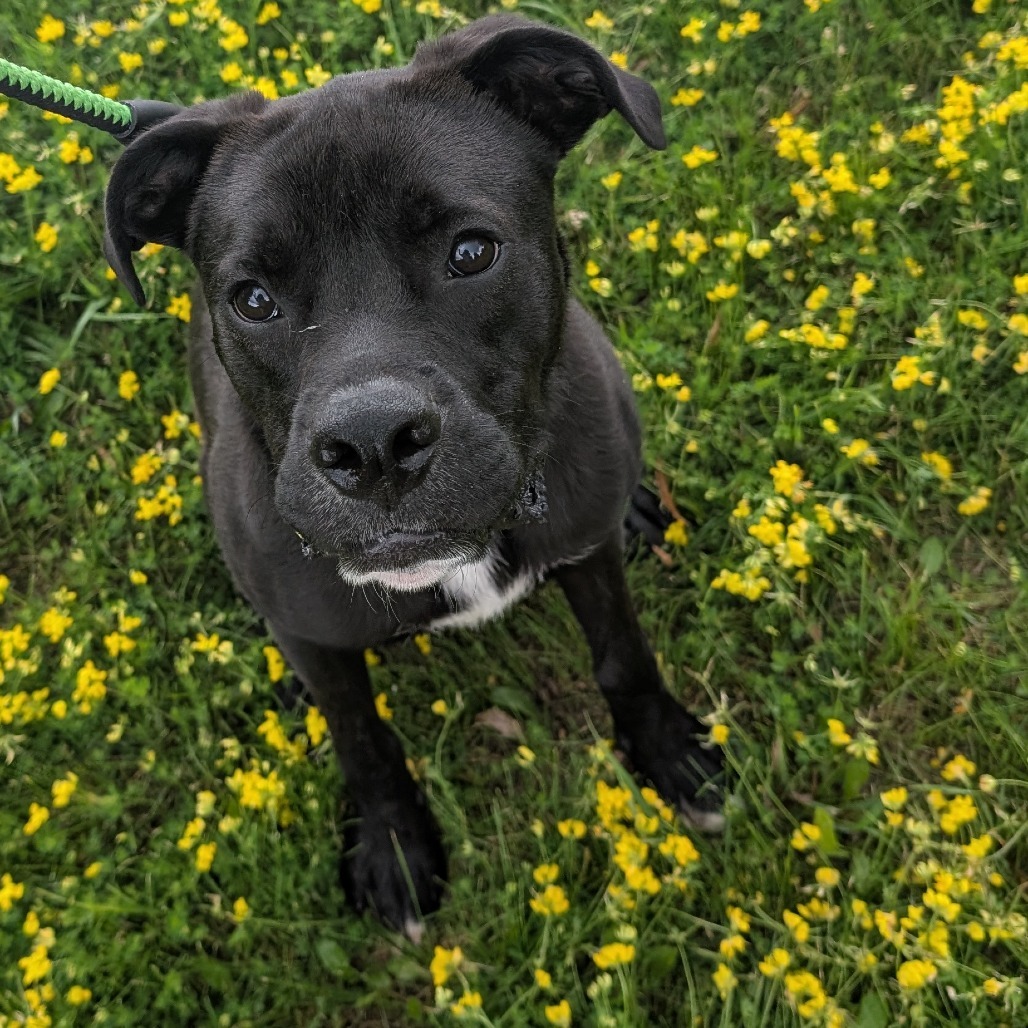 Badger, an adoptable Boxer, Pit Bull Terrier in Milford, IA, 51351 | Photo Image 6