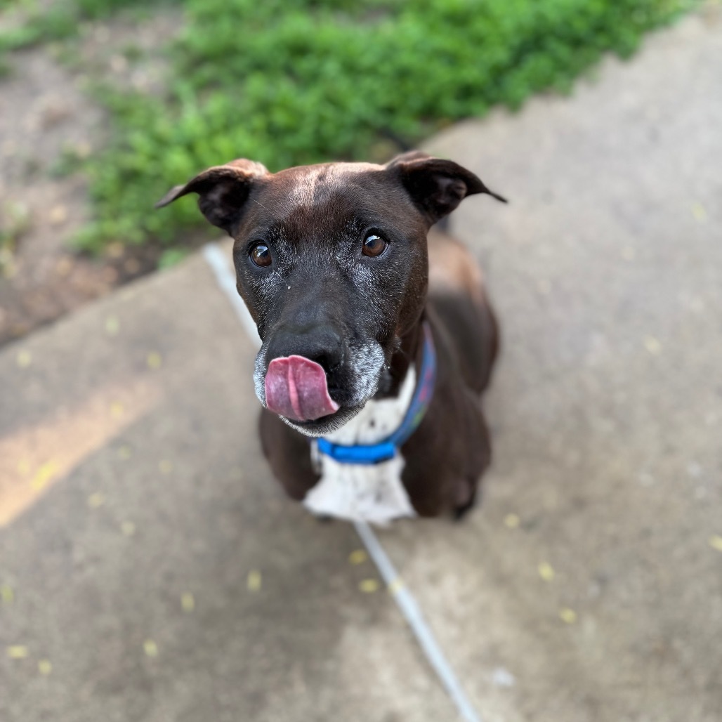 Finn, an adoptable Pit Bull Terrier, Mixed Breed in Milford, IA, 51351 | Photo Image 1
