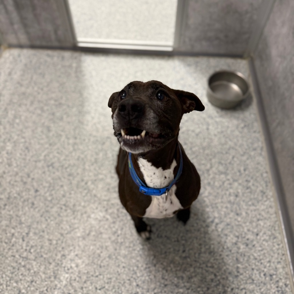 Finn, an adoptable Pit Bull Terrier, Mixed Breed in Milford, IA, 51351 | Photo Image 2