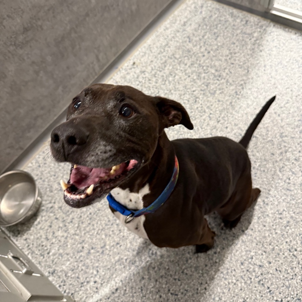 Finn, an adoptable Pit Bull Terrier, Mixed Breed in Milford, IA, 51351 | Photo Image 3