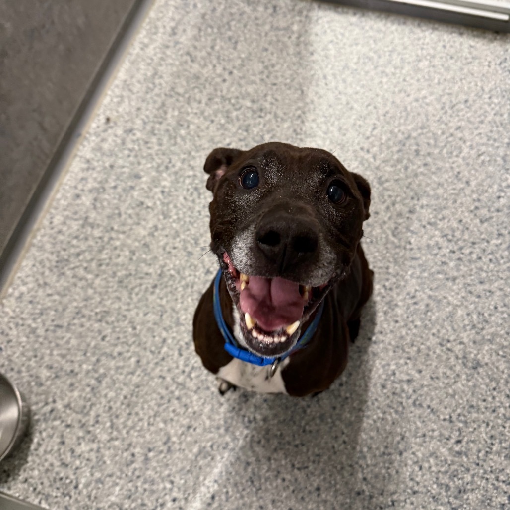 Finn, an adoptable Pit Bull Terrier, Mixed Breed in Milford, IA, 51351 | Photo Image 4