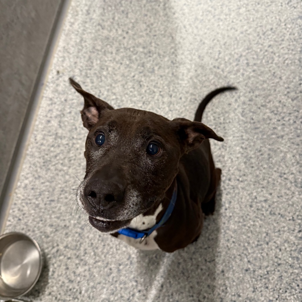 Finn, an adoptable Pit Bull Terrier, Mixed Breed in Milford, IA, 51351 | Photo Image 5