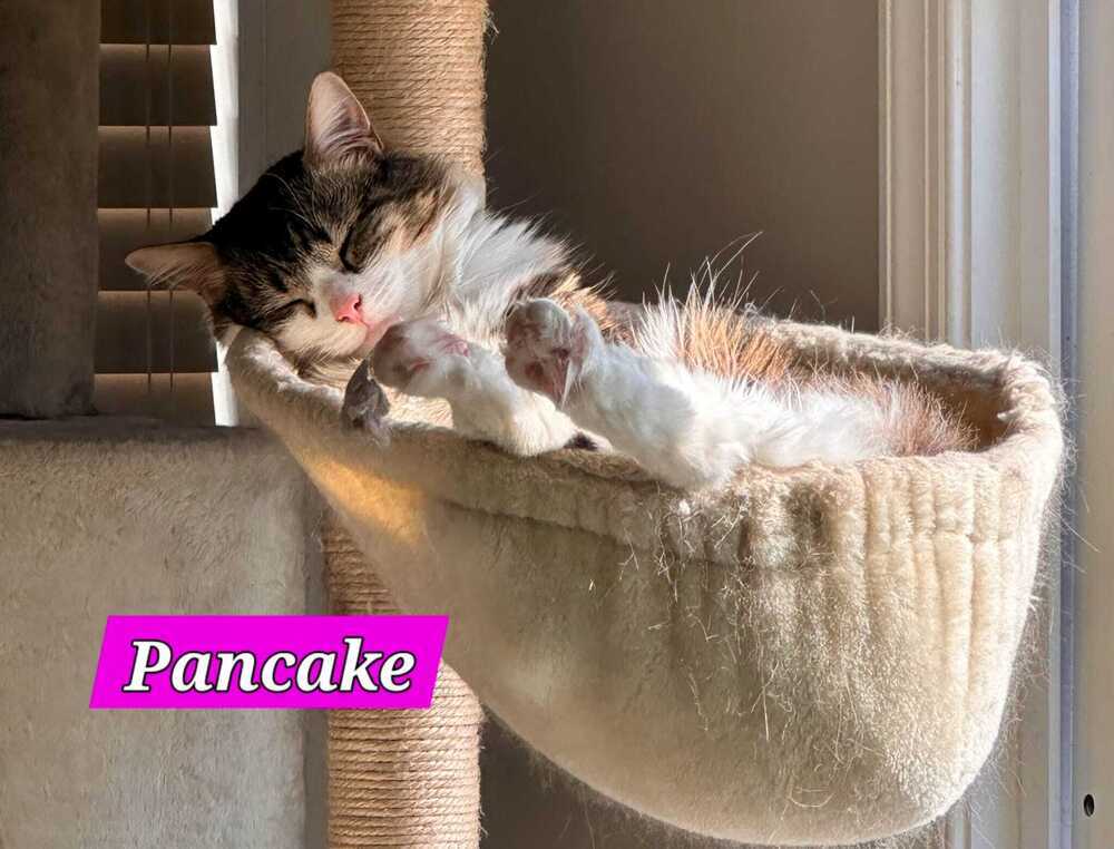 Pancake