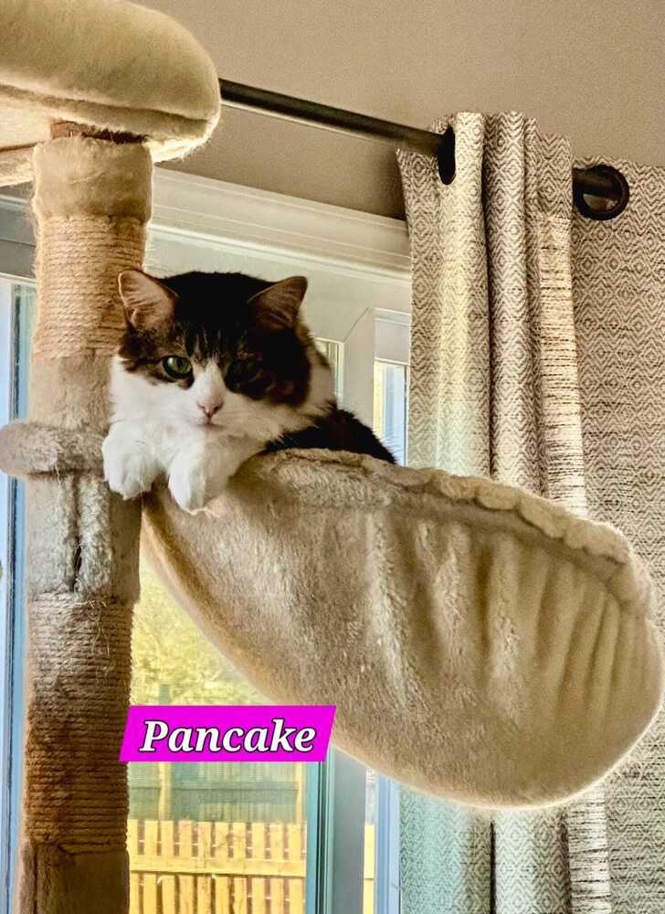 Pancake