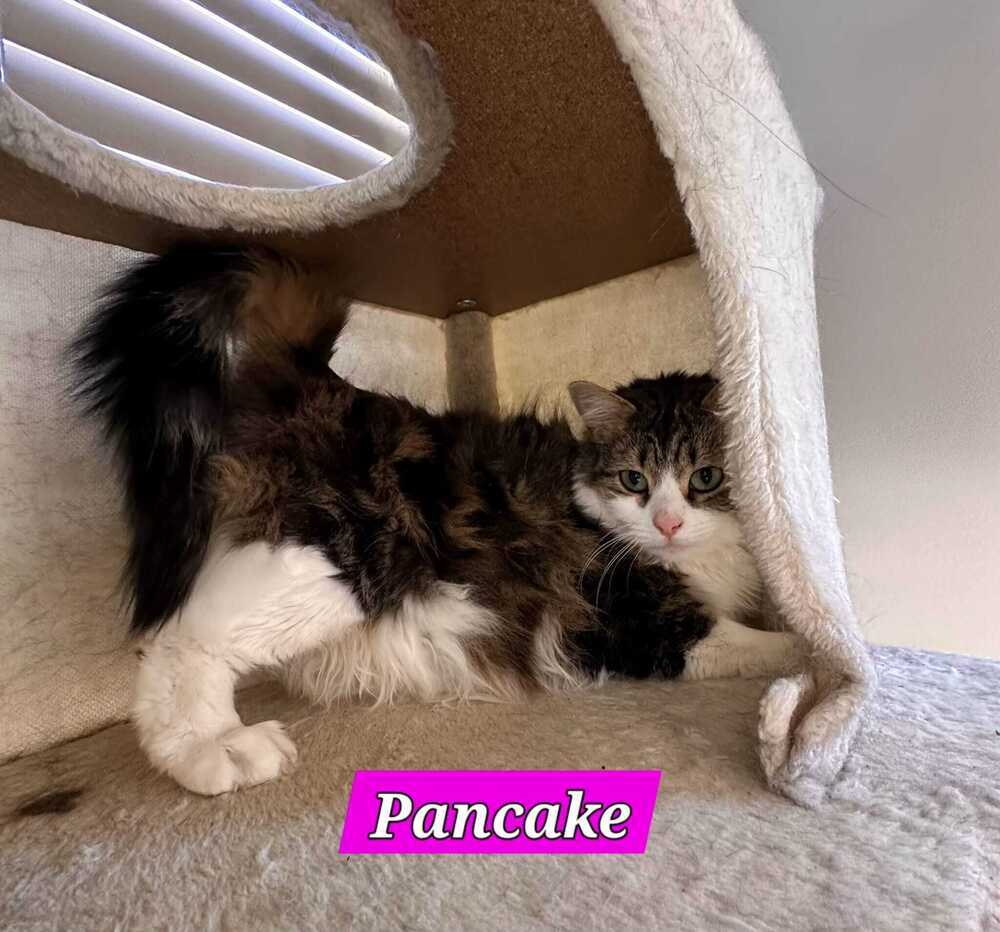 Pancake