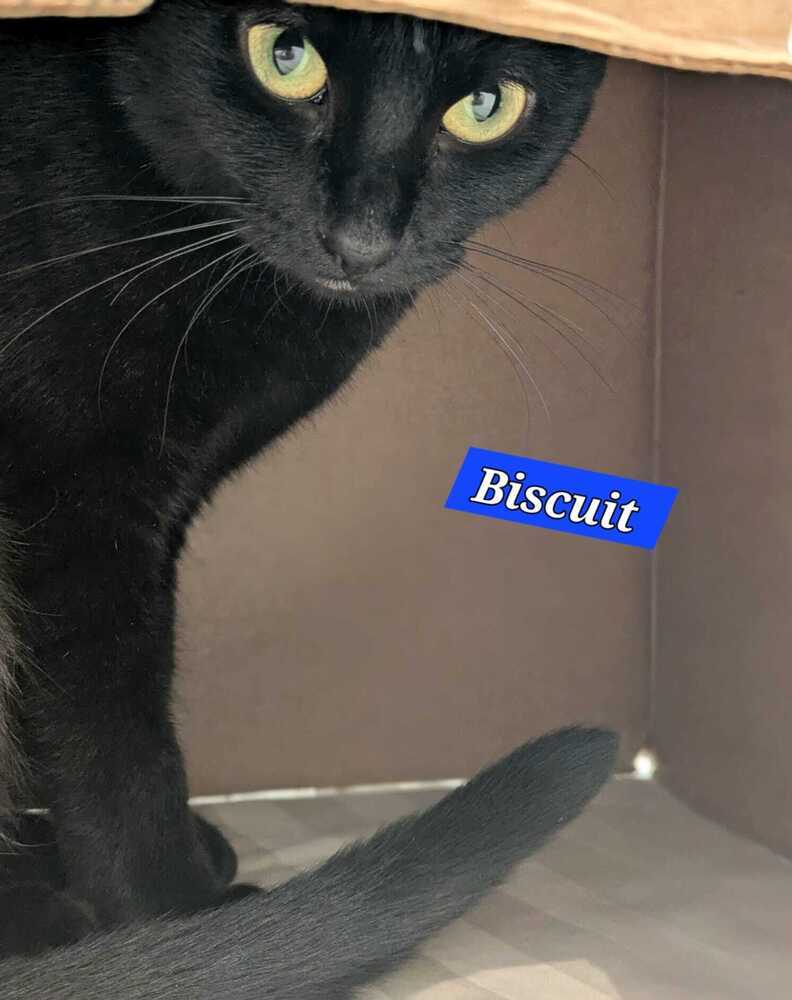 Biscuit