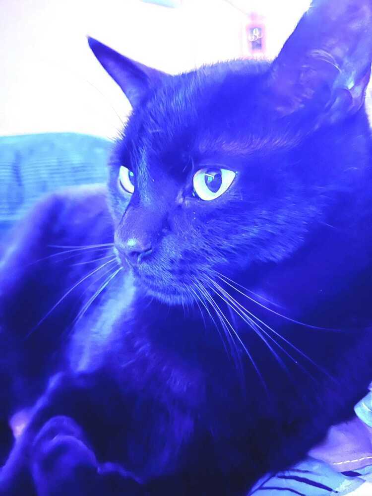 Biscuit