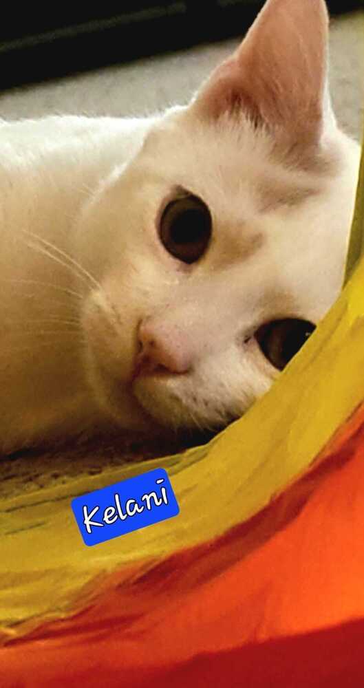 Kelani