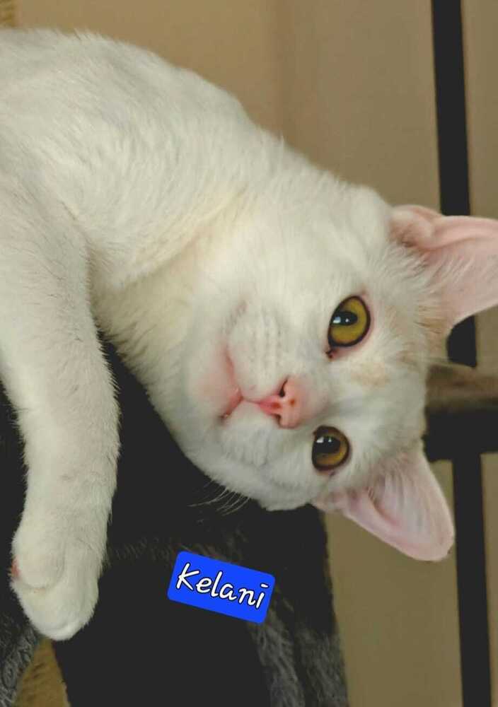 Kelani