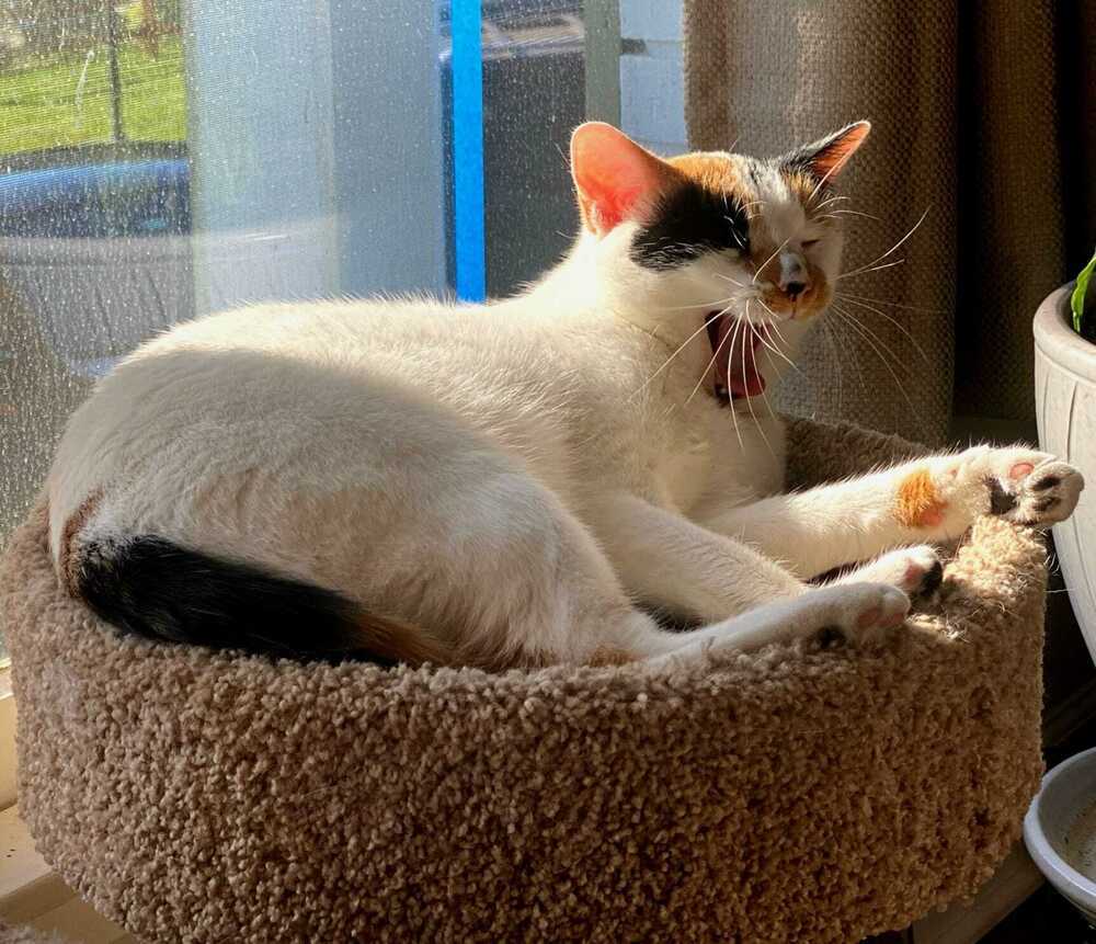 Cleo