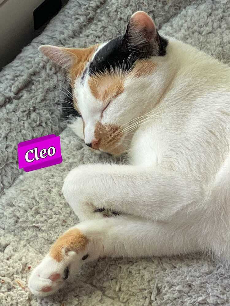 Cleo