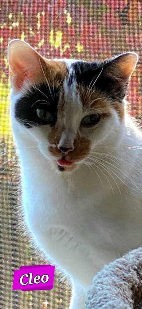 Cleo
