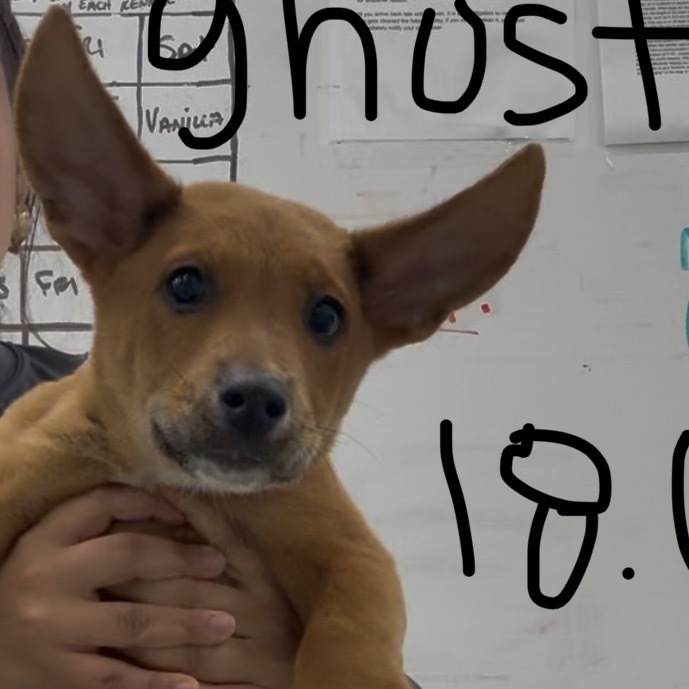 Ghost