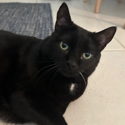 Cici