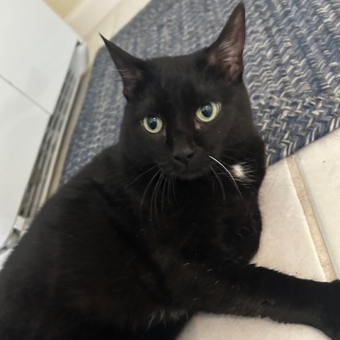 Cici