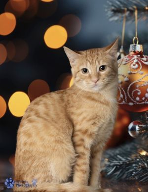 Adoption Fee includes SpayNeuter Age Appropriate Vaccines Dewormed Flea Treatment if needed an