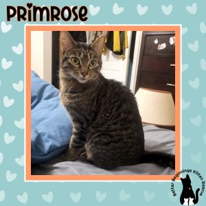 Primrose