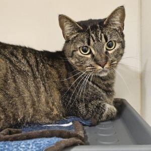 Mochi-City of Industry Location, Adult Female Domestic Short Hair