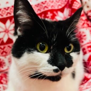 Zandie Zade 6752, Adult Female Domestic Short Hair
