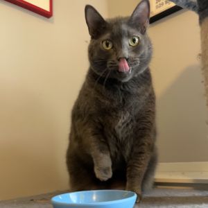 Smudge, Senior Female Domestic Short Hair