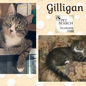 Gilligan, Adult Male Domestic Short Hair