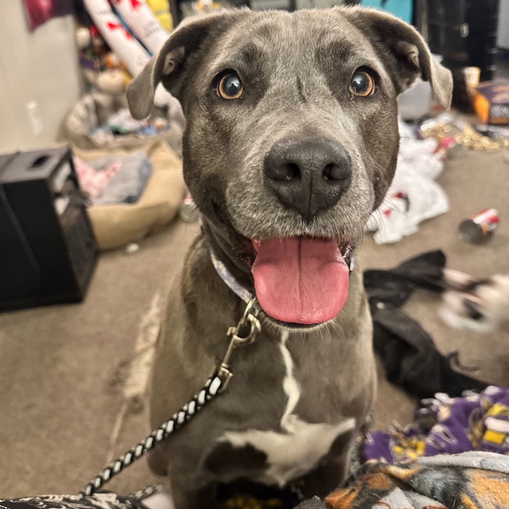 Luna (Vanilla)