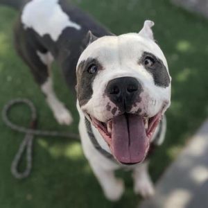 Gatsby, Adult Male unknown