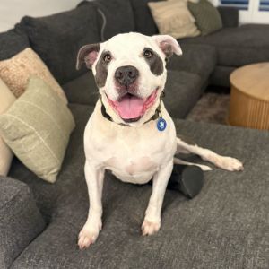Gatsby, Adult Male unknown
