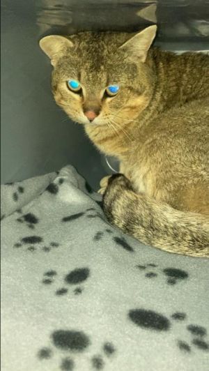 Steve, Adult Male Domestic Short Hair