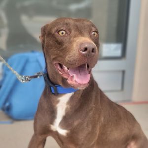 Charm, Adult Female unknown