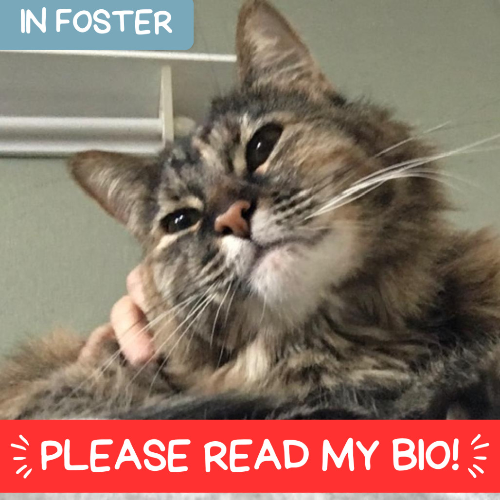 Bitty Sweeden, an adoptable Domestic Long Hair in Denver, CO, 80223 | Photo Image 1